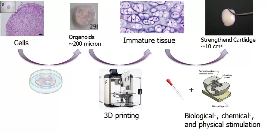 Afbeelding proces LS-NeoCarE